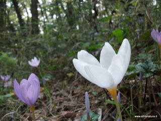 Bosco_Nicolosi - 04-11-2012 12-49-34.JPG